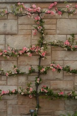 Toyo Nishiki Flowering Quince - Chaenomeles Speciosa - 5 Gallon Pot -Garden Supplies Sales 2024 Quince Toyo Nishiki 4 1