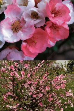 Toyo Nishiki Flowering Quince - Chaenomeles Speciosa - 2 Gallon Pot -Garden Supplies Sales 2024 Quince Toyo Nishiki 6
