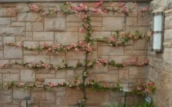 Toyo Nishiki Flowering Quince - Chaenomeles Speciosa - 2 Gallon Pot -Garden Supplies Sales 2024 Quince Toyo Nishiki 9