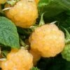 Fall Gold Raspberry - 1 Gallon Pot -Garden Supplies Sales 2024 Raspberry Fall Gold 1