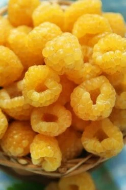 Fall Gold Raspberry - 1 Gallon Pot -Garden Supplies Sales 2024 Raspberry Fall Gold 2