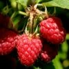 Heritage Raspberry - 1 Gallon Pot 2 Heritage Raspberry - 1 Gallon Pot -Garden Supplies Sales 2024 Raspberry Heritage 500x750 2