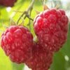 Nova Raspberry - 1 Gallon Pot -Garden Supplies Sales 2024 Raspberry Nova 1