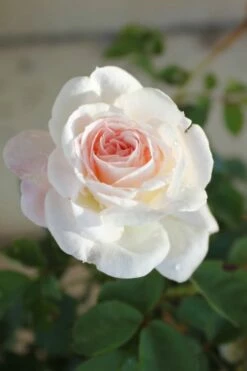 Brindabella Touch Of Pink Shrub Rose - 3 Gallon Pot -Garden Supplies Sales 2024 Rose Brindabella Touch of Pink 1 1