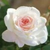 Brindabella Touch Of Pink Shrub Rose - 2 Gallon Pot -Garden Supplies Sales 2024 Rose Brindabella Touch of Pink 2