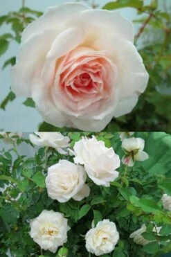 Brindabella Touch Of Pink Shrub Rose - 3 Gallon Pot -Garden Supplies Sales 2024 Rose Brindabella Touch of Pink 3 1
