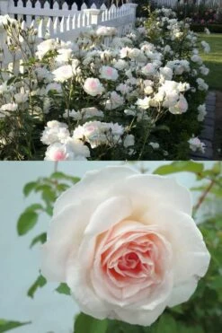 Brindabella Touch Of Pink Shrub Rose - 3 Gallon Pot -Garden Supplies Sales 2024 Rose Brindabella Touch of Pink 4 1