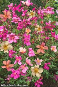 Butterfly Rose - Rosa Chinensis 'Mutabilis' - 3 Gallon Pot -Garden Supplies Sales 2024 Rose Chinese Butterfly 4