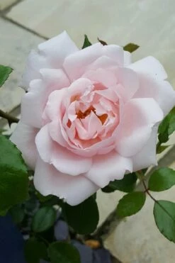 New Dawn Climbing Rose - 5 Gallon Pot -Garden Supplies Sales 2024 Rose Climbing New Dawn 12 1