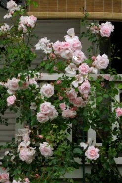 New Dawn Climbing Rose - 3 Gallon Pot -Garden Supplies Sales 2024 Rose Climbing New Dawn 14
