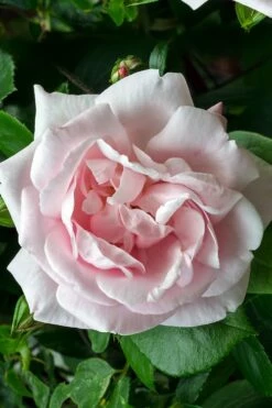 New Dawn Climbing Rose - 3 Gallon Pot -Garden Supplies Sales 2024 Rose Climbing New Dawn 17