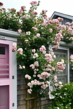 New Dawn Climbing Rose - 3 Gallon Pot -Garden Supplies Sales 2024 Rose Climbing New Dawn 18