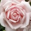 New Dawn Climbing Rose - 5 Gallon Pot -Garden Supplies Sales 2024 Rose Climbing New Dawn 3 1