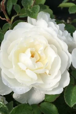 Cloud 10 Climbing Rose - 3 Gallon Pot -Garden Supplies Sales 2024 Rose Cloud 10 1