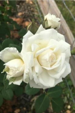 Cloud 10 Climbing Rose - 3 Gallon Pot -Garden Supplies Sales 2024 Rose Cloud 10 10