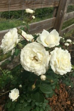 Cloud 10 Climbing Rose - 3 Gallon Pot -Garden Supplies Sales 2024 Rose Cloud 10 11