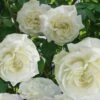 Cloud 10 Climbing Rose - 3 Gallon Pot -Garden Supplies Sales 2024 Rose Cloud 10 2
