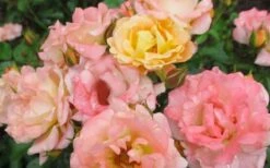 Peach Drift Groundcover Rose - 1 Gallon Pot -Garden Supplies Sales 2024 Rose Drift Peach 1
