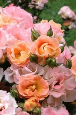Peach Drift Groundcover Rose - 1 Gallon Pot -Garden Supplies Sales 2024 Rose Drift Peach 22 1