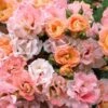 Peach Drift Groundcover Rose - 1 Gallon Pot -Garden Supplies Sales 2024 Rose Drift Peach 23 1