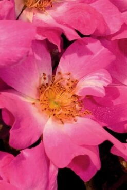 Pink Drift Groundcover Rose - 3 Gallon Pot -Garden Supplies Sales 2024 Rose Drift Pink 20 2