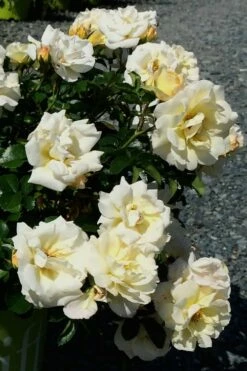 Popcorn Drift Groundcover Rose - 2 Gallon Pot -Garden Supplies Sales 2024 Rose Drift Popcorn 10