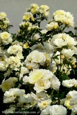 Popcorn Drift Groundcover Rose - 2 Gallon Pot -Garden Supplies Sales 2024 Rose Drift Popcorn 16