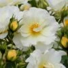 Popcorn Drift Groundcover Rose - 2 Gallon Pot -Garden Supplies Sales 2024 Rose Drift Popcorn 19