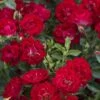 Red Drift Groundcover Rose - 2 Gallon Pot -Garden Supplies Sales 2024 Rose Drift Red 10