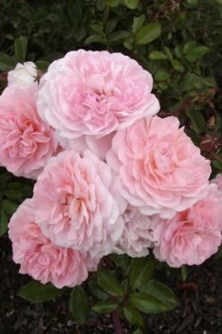 Sweet Drift Groundcover Rose - 1 Gallon Pot -Garden Supplies Sales 2024 Rose Drift Sweet 20 1