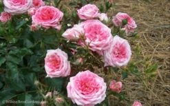 Sweet Drift Groundcover Rose - 3 Gallon Pot -Garden Supplies Sales 2024 Rose Drift Sweet 21