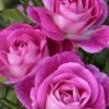 Easy To Please Rose - 3 Gallon Pot -Garden Supplies Sales 2024 Rose Easy To Please 1