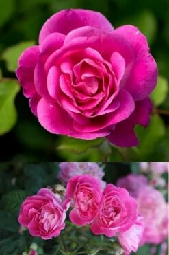 Easy To Please Rose - 3 Gallon Pot -Garden Supplies Sales 2024 Rose Easy To Please 2