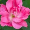 Swamp Rose (Rosa Palustris) - 3 Pack Of 1.5 Quart Pots -Garden Supplies Sales 2024 Rose Knock Out Pink 5