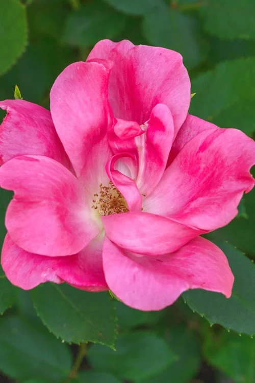 Swamp Rose (Rosa palustris) - 3 Pack of 1.5 Quart Pots Swamp Rose (Rosa Palustris) - 3 Pack Of 1.5 Quart Pots -Garden Supplies Sales 2024 Rose Knock Out Pink 5
