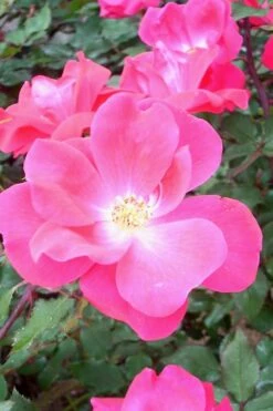 Swamp Rose (Rosa Palustris) - 3 Pack Of 1.5 Quart Pots 8 Swamp Rose (Rosa Palustris) - 3 Pack Of 1.5 Quart Pots -Garden Supplies Sales 2024 Rose Knock Out Pink 6