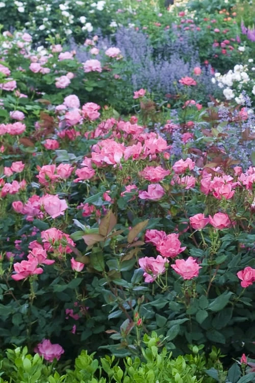 Swamp Rose (Rosa palustris) - 3 Pack of 1.5 Quart Pots Swamp Rose (Rosa Palustris) - 3 Pack Of 1.5 Quart Pots -Garden Supplies Sales 2024 Rose Knock Out Pink 7