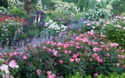 Swamp Rose (Rosa Palustris) - 3 Pack Of 1.5 Quart Pots 7 Swamp Rose (Rosa Palustris) - 3 Pack Of 1.5 Quart Pots -Garden Supplies Sales 2024 Rose Knock Out Pink 8