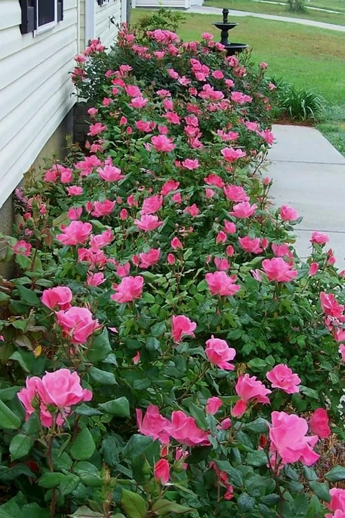 Swamp Rose (Rosa palustris) - 3 Pack of 1.5 Quart Pots Swamp Rose (Rosa Palustris) - 3 Pack Of 1.5 Quart Pots -Garden Supplies Sales 2024 Rose Knock Out Pink 9
