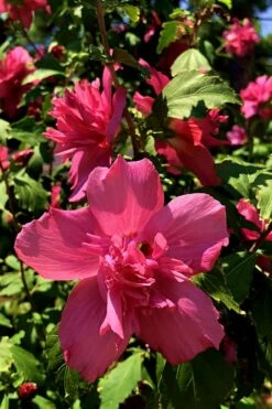 Lucy Rose Of Sharon (Single Trunk Tree) - 7 Gallon Pot (4-5') -Garden Supplies Sales 2024 Rose Of Sharon Lucy 13