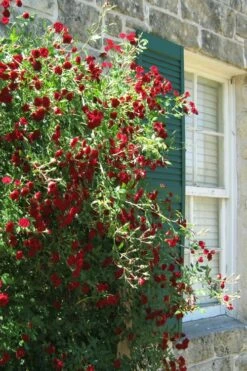 Red Cascade Miniature Climbing Rose - 2.5 Quart Pot -Garden Supplies Sales 2024 Rose Red Cascade 10