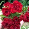Red Cascade Miniature Climbing Rose - 2.5 Quart Pot -Garden Supplies Sales 2024 Rose Red Cascade Closeup 2