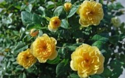 Sunrosa Yellow Dwarf Shrub Rose - 1 Gallon Pot -Garden Supplies Sales 2024 Rose Sunrosa Yellow 1