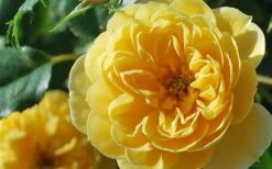 Sunrosa Yellow Dwarf Shrub Rose - 1 Gallon Pot -Garden Supplies Sales 2024 Rose Sunrosa Yellow 3