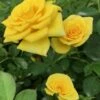 Sunrosa Yellow Dwarf Shrub Rose - 1 Gallon Pot -Garden Supplies Sales 2024 Rose Sunrosa Yellow 50