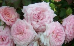Sweet Drift Groundcover Rose - 3 Gallon Pot -Garden Supplies Sales 2024 Rose Sweet Drift