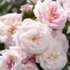 Sweet Drift Groundcover Rose - 1 Gallon Pot -Garden Supplies Sales 2024 Rose Sweet Drift BS 1