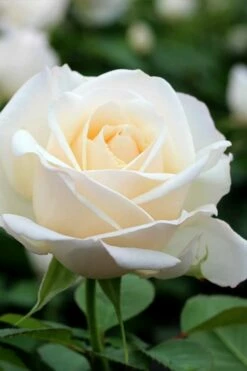 Easy Spirit White Rose - 3 Gallon Pot 5 Easy Spirit White Rose - 3 Gallon Pot -Garden Supplies Sales 2024 Rose easy spirit 20