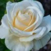 Easy Spirit White Rose - 3 Gallon Pot -Garden Supplies Sales 2024 Rose easy spirit 24