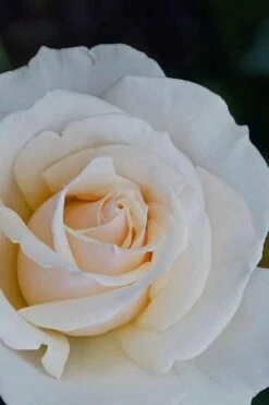 Easy Spirit White Rose - 3 Gallon Pot 6 Easy Spirit White Rose - 3 Gallon Pot -Garden Supplies Sales 2024 Rose easy spirit 31